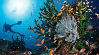 Gambar DIVING TRIP MENJANGAN - NUSAPENIDA (BALI) 13-17 AGUSTUS 2022 dari Rafauli Dive_Center Kab. Bekasi 2 Tokopedia