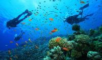 Gambar DIVING TRIP MENJANGAN - NUSAPENIDA (BALI) 13-17 AGUSTUS 2022 dari Rafauli Dive_Center Kab. Bekasi 3 Tokopedia