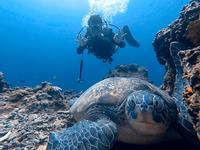 Gambar DIVING TRIP MENJANGAN - NUSAPENIDA (BALI) 13-17 AGUSTUS 2022 dari Rafauli Dive_Center Kab. Bekasi 1 Tokopedia