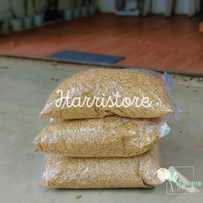 Gambar Media Tanam Sekam Padi Mentah Berat 1Kg dari Harristore.green Kota Malang Tokopedia