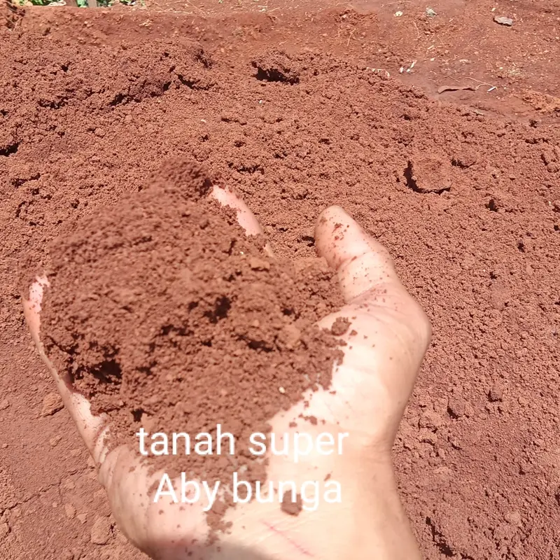 MEDIA TANAM/TANAH MERAH MURNI 4