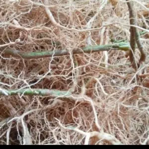 akar anting anting herbal murah - akar anting anting herbal kucing