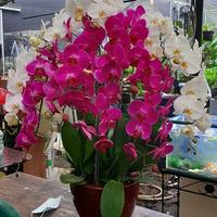 Gambar Table Flower Bunga Meja Anggrek Bulan Bunga Cantik Bunga Fresh 601 dari Gaby Bella Florist Kota Administrasi Jakarta Selatan 4 Tokopedia