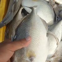 Gambar Ikan Ayam Ayam Segar | Ikan Segar | 1 Kilogram dari IKAN SEGAR SRIRIZKI Kota Administrasi Jakarta Selatan 2 Tokopedia