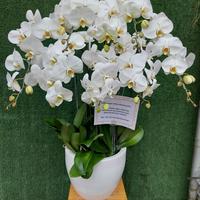 Gambar Table Flower Bunga Meja Anggrek Bulan Bunga Cantik Bunga Fresh 601 dari Gaby Bella Florist Kota Administrasi Jakarta Selatan 2 Tokopedia