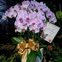 Gambar Table Flower Bunga Meja Anggrek Bulan Bunga Cantik Bunga Fresh 601 dari Gaby Bella Florist Kota Administrasi Jakarta Selatan 3 Tokopedia