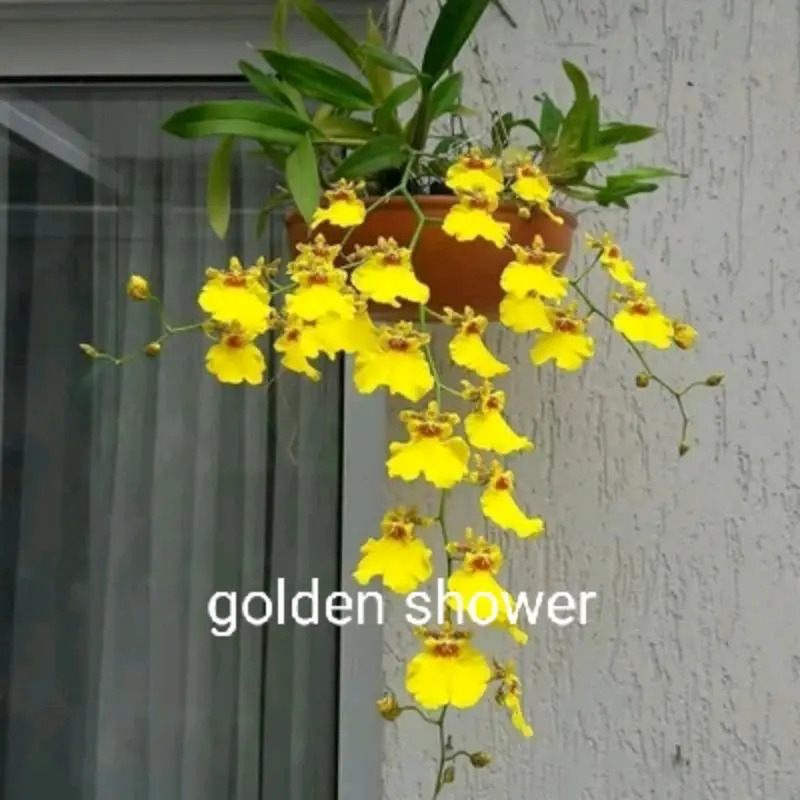 ANGGREK GOLDEN SHOWER KONDISI DEWASA SIAP BERBUNGA TERBAIK