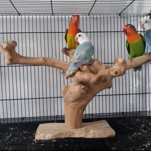 Tangkringan burung -tenggeran burung-angkringan burung pohon kopi