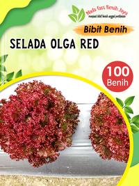 Gambar 100 biji Benih sayuran selada - bibit sayuran selada merah Olga Red - Selada olga red dari Nada fast benih jaya Kab. Banyumas 2 Tokopedia