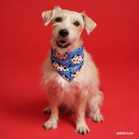 Gambar Furry Friends Dog Collar - S, Bandana Collar dari Liunic on Things Kota Administrasi Jakarta Barat 2 Tokopedia