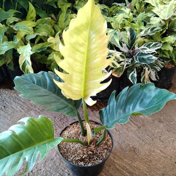 Jual Tanaman hias Philo Green Saw/ Philodendron/ tanaman indoor - Kab.  Kediri - Backyard Garden-id | Tokopedia