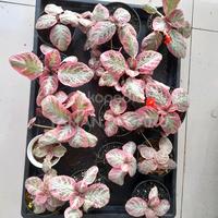 Gambar Episcia Cleopatra Promo Murah Size Reguler - Sulur 1 dari TAMAN REGARU Kab. Cilacap 3 Tokopedia