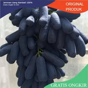 Bibit anggur import MONDROOP hasil grafting buah lonjong rasa  crancy