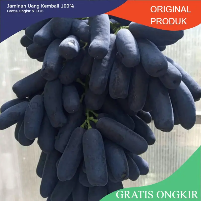 Bibit anggur import MONDROOP hasil grafting buah lonjong rasa  crancy