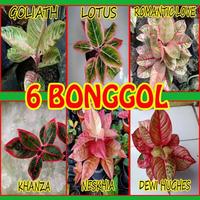 Gambar PAKET 6 bonggol aglonema dari AlazkaFlora Kab. Bogor 1 Tokopedia