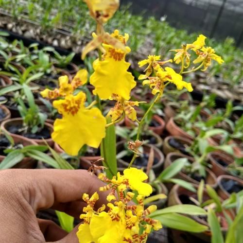 Gambar anngrek murah oncidium golden shower dari agus garden Kab. Kediri Tokopedia
