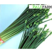 Gambar benih biji daun bawang kucai nien hwa import dari balefarm Kab. Malang 1 Tokopedia