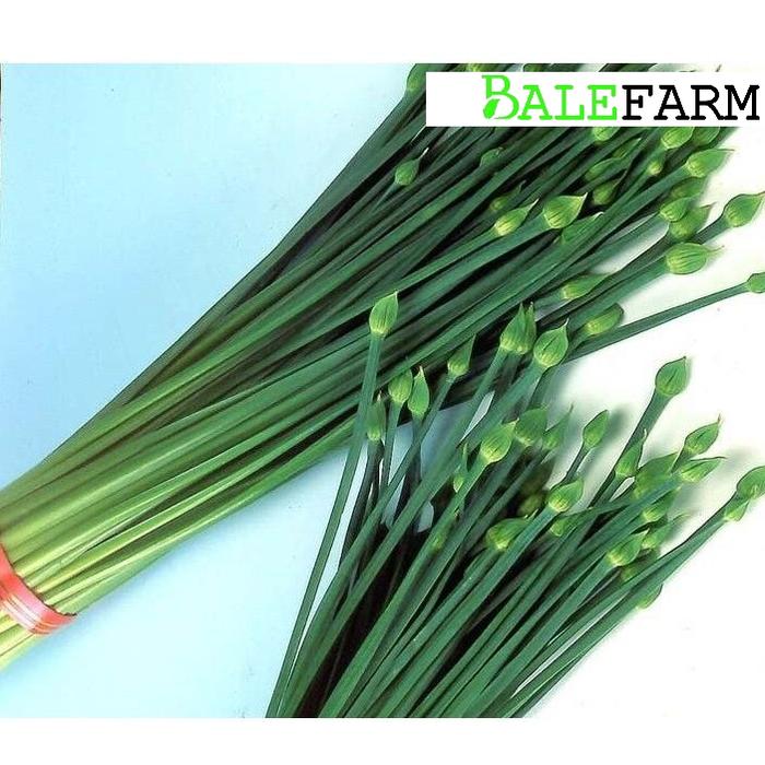 Gambar benih biji daun bawang kucai nien hwa import dari balefarm Kab. Malang Tokopedia