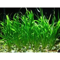 Gambar Tanaman Air Aquascape Vallisneria - Hiasan Aquascape Valisneria dari Arrahman Shop2 Kota Tangerang Selatan 1 Tokopedia
