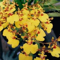 Gambar anngrek murah oncidium golden shower dari agus garden Kab. Kediri 3 Tokopedia