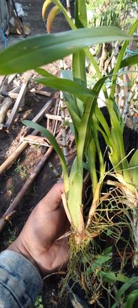 Gambar anngrek murah oncidium golden shower dari agus garden Kab. Kediri 2 Tokopedia