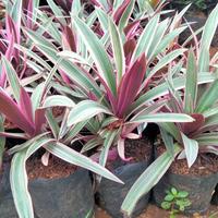 Gambar tanaman hias nanas kerang dari daffa.garden.plant Kab. Bogor 2 Tokopedia