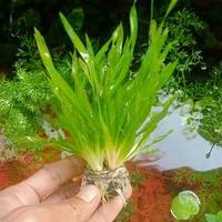 Gambar Tanaman Air Aquascape Vallisneria - Hiasan Aquascape Valisneria dari Arrahman Shop2 Kota Tangerang Selatan 3 Tokopedia