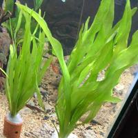 Gambar Tanaman Air Aquascape Vallisneria - Hiasan Aquascape Valisneria dari Arrahman Shop2 Kota Tangerang Selatan 5 Tokopedia
