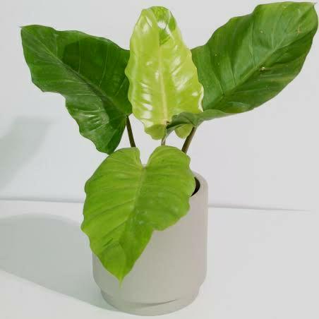 spider plant reverse House Plant Shop Spider Plant 'Reverse' – Retold Recycling