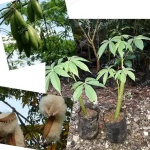 Bibit Stek pohon Randu - Bibit randu kapas