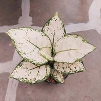 Gambar Aglonema Super White dari Fajarcooler Kota Tangerang 3 Tokopedia