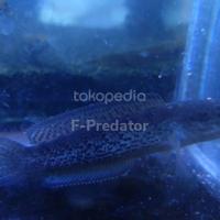 Gambar Channa Stewarti size 8-10 cm full dot dari F-Predator Kota Bekasi 2 Tokopedia