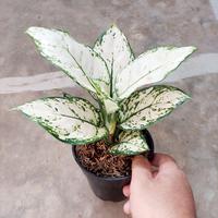 Gambar Aglonema Super White dari Fajarcooler Kota Tangerang 2 Tokopedia