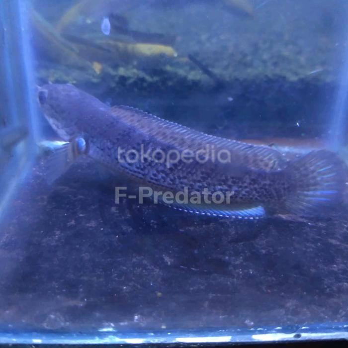 Gambar Channa Stewarti size 8-10 cm full dot dari F-Predator Kota Bekasi Tokopedia