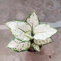 Gambar Aglonema Super White dari Fajarcooler Kota Tangerang 1 Tokopedia