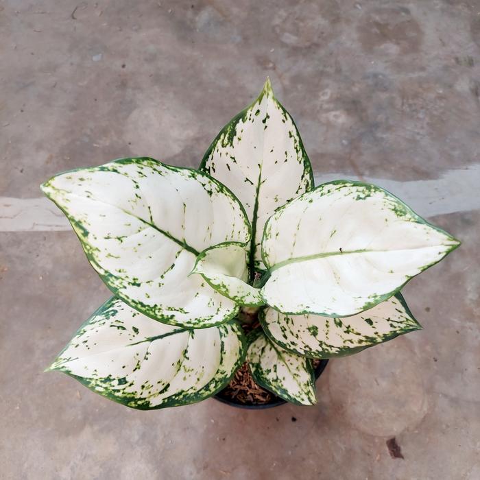 Gambar Aglonema Super White dari Fajarcooler Kota Tangerang Tokopedia