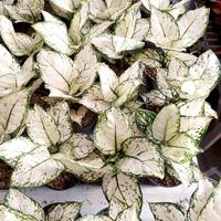 Gambar Aglonema Super White dari Fajarcooler Kota Tangerang 4 Tokopedia
