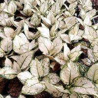 Gambar Aglonema Super White dari Fajarcooler Kota Tangerang 5 Tokopedia