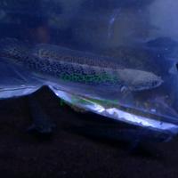 Gambar Channa Stewarti size 8-10 cm full dot dari F-Predator Kota Bekasi 3 Tokopedia