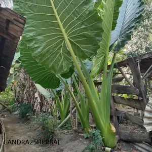 Bibit talas jumbo ohon sente hijau bibit TINGGI 30 CM