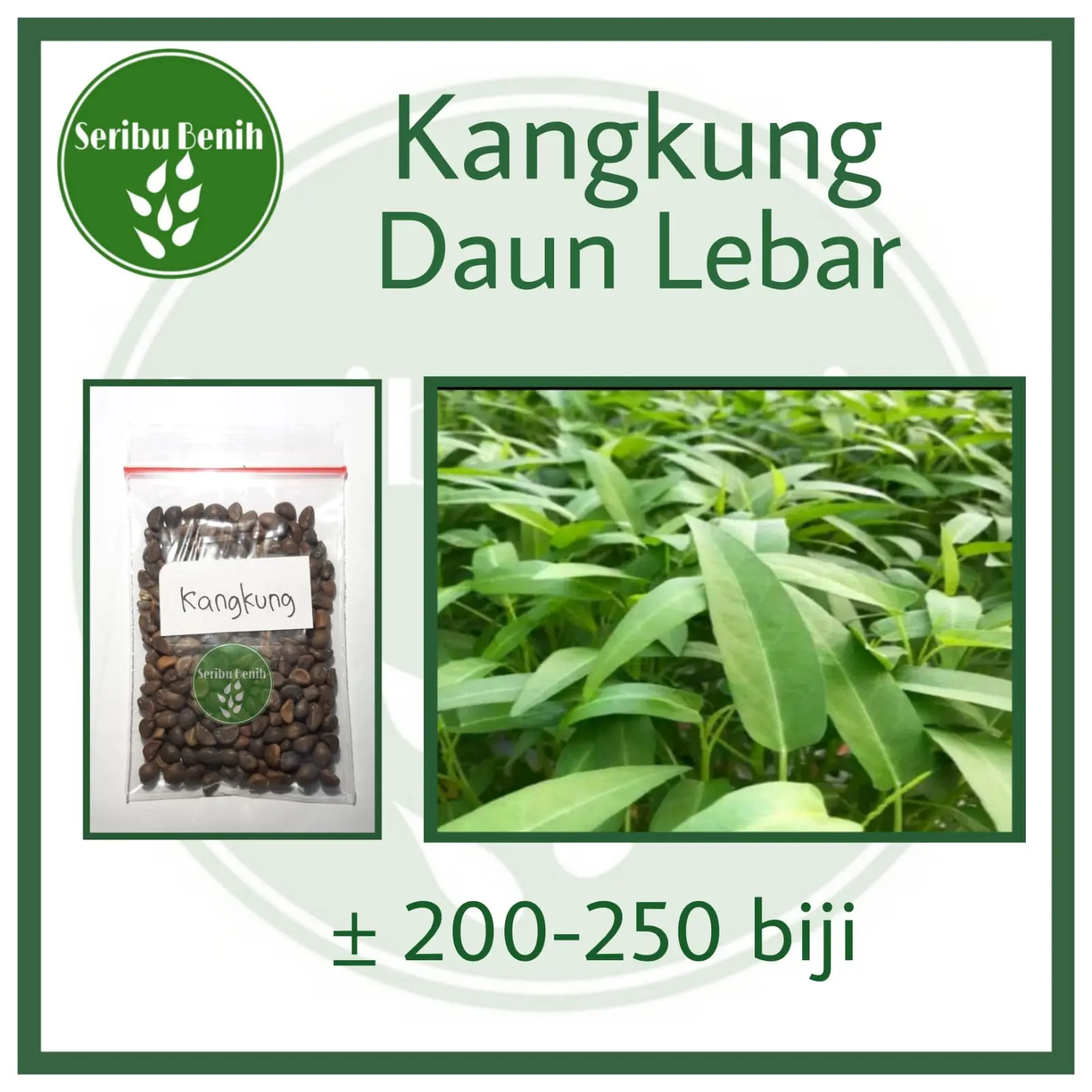 210 Benih Kangkung Sayuran Hidroponik Unggul RAJAWALI -Bibit [SERIBU]