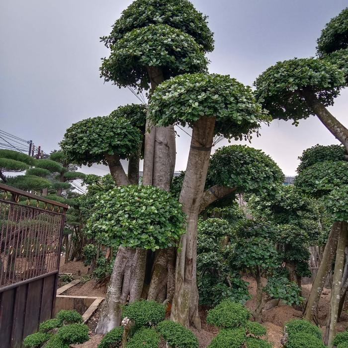 Jual Pohon Bonsai Beringin Dolar - Kab. Bogor - Cv.jaya Mekar | Tokopedia