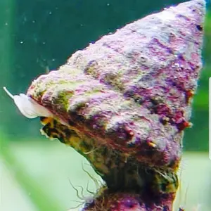 keong turbo air laut