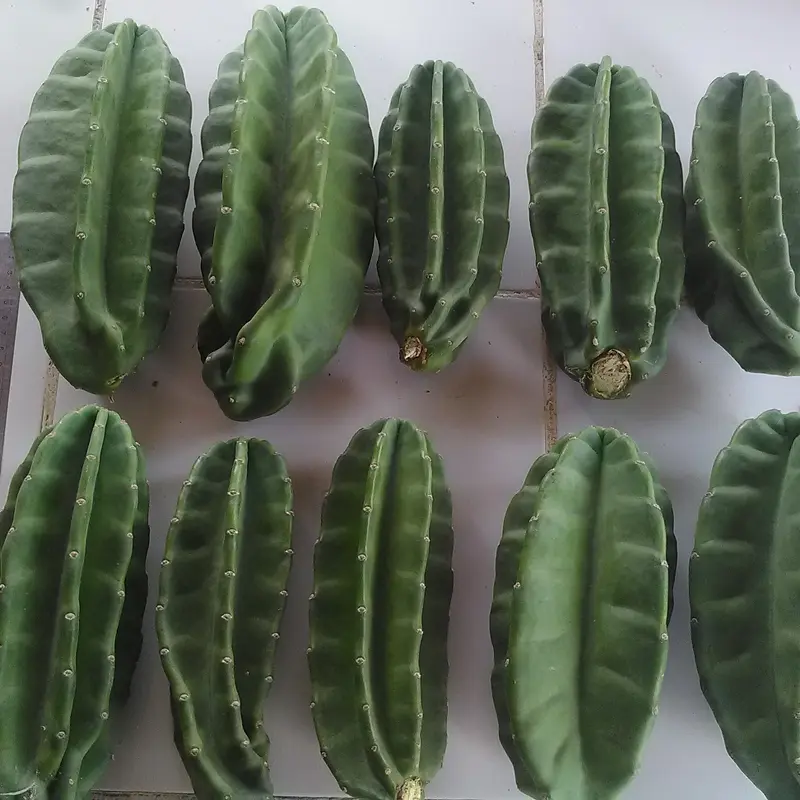 kaktus koboi koboy 21-25 cm tanpa duri