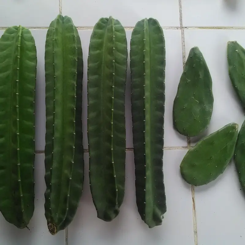 kaktus koboi 42-52 cm tanpa duri