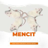 Gambar Paket Mencit Hidup Indukkan / Tikus Putih Indukkan dari Cupang Guppy Kingdom Kota Tangerang 1 Tokopedia