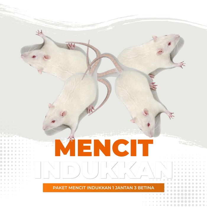 Gambar Paket Mencit Hidup Indukkan / Tikus Putih Indukkan dari Cupang Guppy Kingdom Kota Tangerang Tokopedia