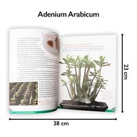 Gambar Buku Hobi Bertanam Adenium Arabicum Tanaman Hias mirip Bonsai dari Sahabat Buku Anak Kab. Tangerang 4 Tokopedia