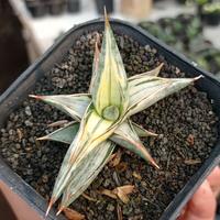 Gambar sansevieria blue clone white variegata dari Musa Plants Kab. Bandung Barat 3 Tokopedia