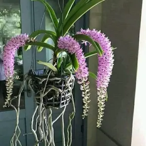 anggrek retusa ekor tupai